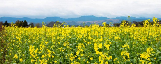 油菜可以春天种吗 油菜能不能在春天种植