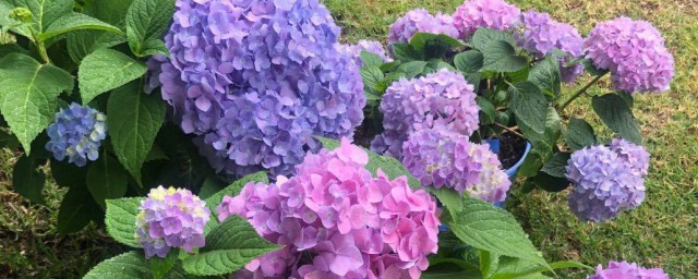 绣球花是什么季节开放 绣球花什么时候开花