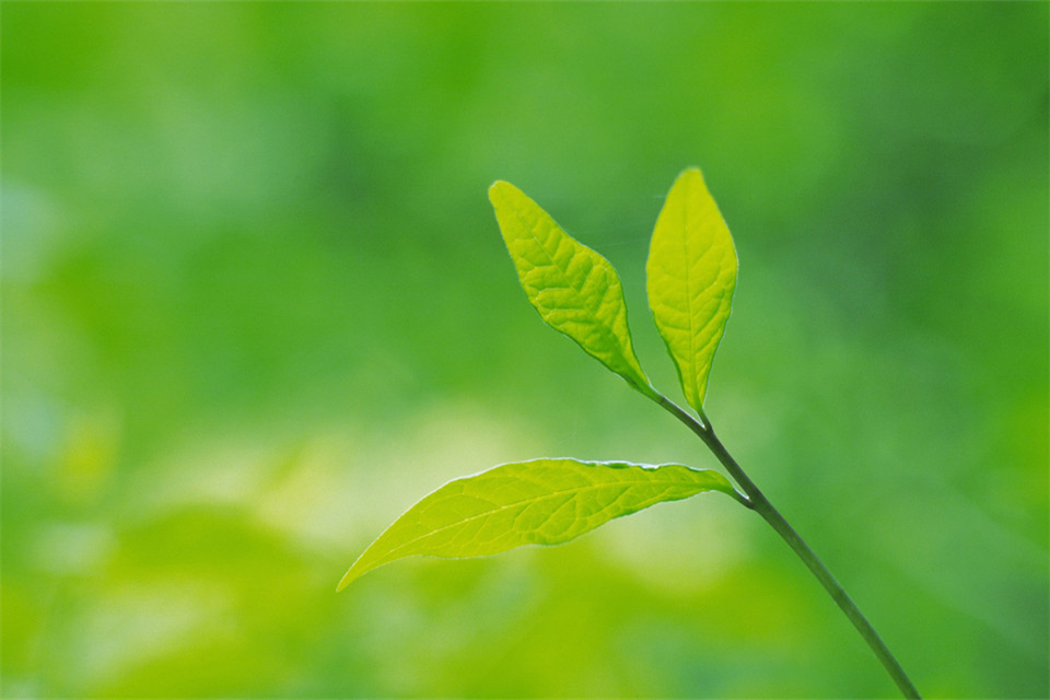 10种代表夏天的景物