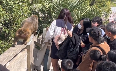 别投喂野生猕猴！女子给猴子喂食被掌掴 景区回应