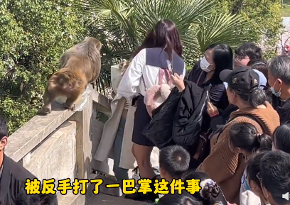 别投喂野生猕猴！女子给猴子喂食被掌掴 景区回应