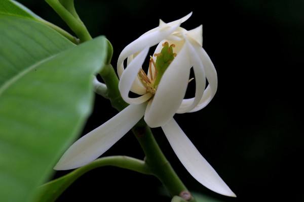 白兰花花语是什么？它的花语含义有什么？