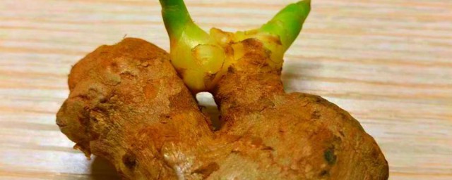 生姜发芽变绿还能吃不 生姜发芽变绿还可以食用吗