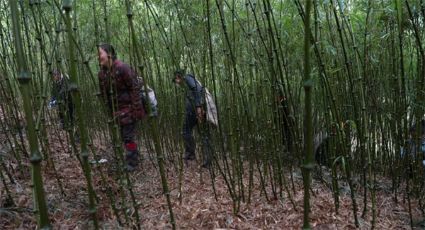 云南水富回应采笋村民和山林承包方冲突事件