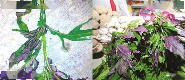 全家6人扫完墓后误食化儿草导致中毒