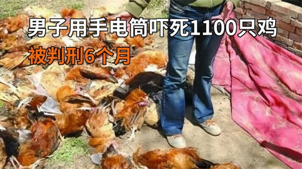 男子用手电筒吓死1100只鸡获刑6个月