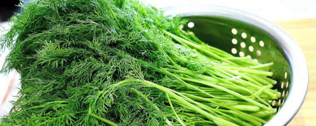 茴香菜怎么炒好吃 如何吃茴香菜