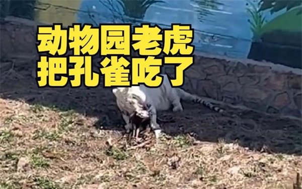 动物园老虎把孔雀吃了