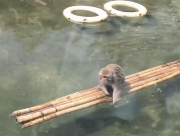 南京网红暴猴疑似被同位霸凌只能水上飘