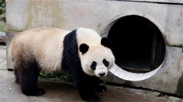 旅泰大熊猫林惠死亡