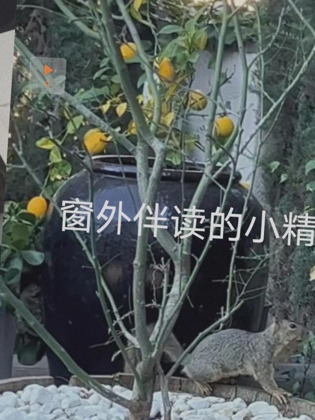 张静初晒自己录取通知书 娱乐圈也开始内卷了？