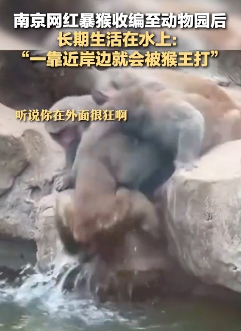 南京网红暴猴遭"霸凌"长期水上漂 还有专门“放哨猴”一靠岸就被猴王打