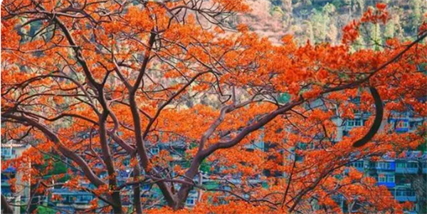 多地高温已超40℃