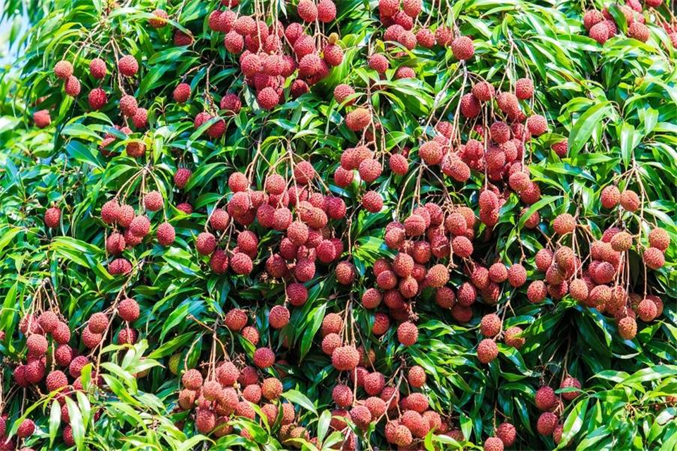 2月到3月有荔枝吗
