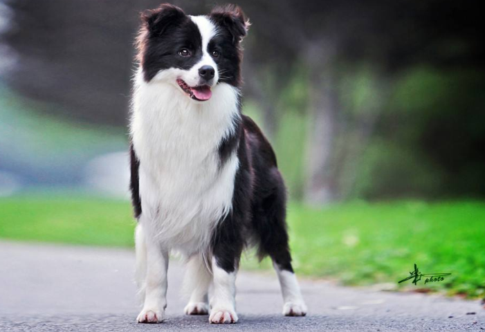 全球十大人气犬种排行榜 拉布拉多排第一，哈士奇位列第五