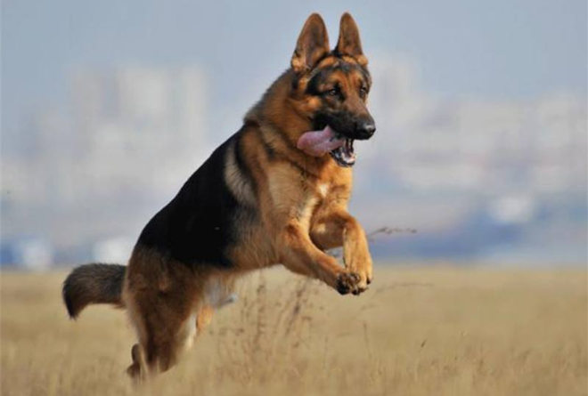 全球十大人气犬种排行榜 拉布拉多排第一，哈士奇位列第五