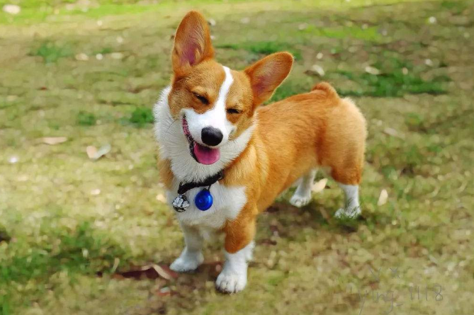 全球十大人气犬种排行榜 拉布拉多排第一，哈士奇位列第五