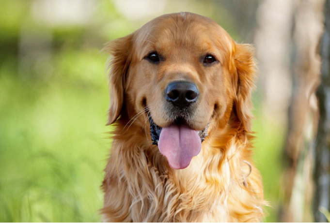 全球十大人气犬种排行榜 拉布拉多排第一，哈士奇位列第五