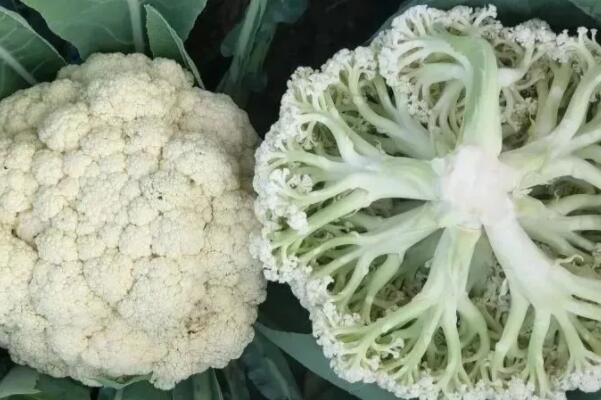 10种强碱性食物排名，坏血病克星排第六，第三是营养模范生