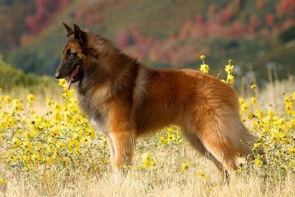 世界十大牧羊犬排名，黑背排第二，第一喜欢玩飞盘