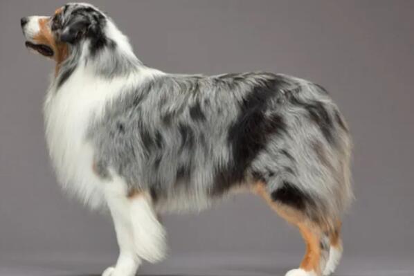 世界十大牧羊犬排名，黑背排第二，第一喜欢玩飞盘