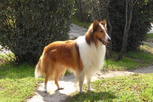 世界十大牧羊犬排名，黑背排第二，第一喜欢玩飞盘