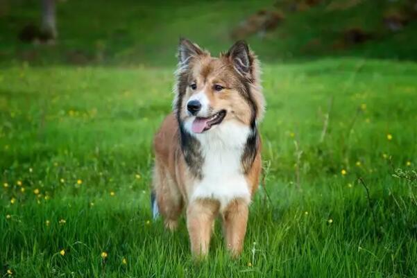 世界十大牧羊犬排名，黑背排第二，第一喜欢玩飞盘