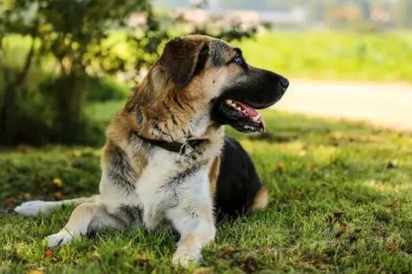 世界十大牧羊犬排名，黑背排第二，第一喜欢玩飞盘