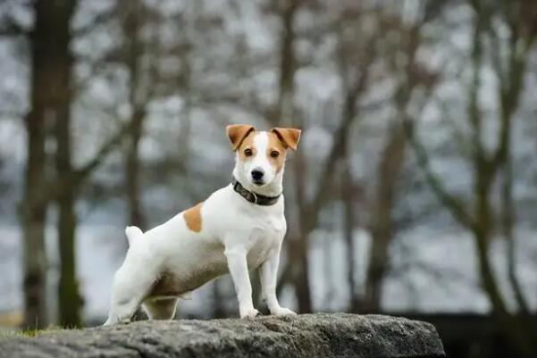 十大顶级梗类犬，斗牛梗排第六，第一体型较小