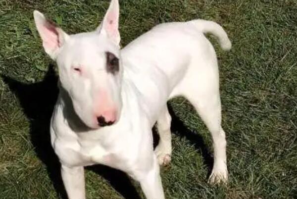 十大顶级梗类犬，斗牛梗排第六，第一体型较小