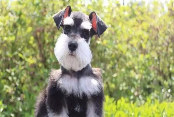 十大顶级梗类犬，斗牛梗排第六，第一体型较小