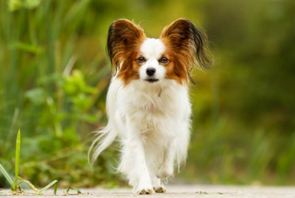 十大不拆家狗排名，田园犬排第一，巴哥犬上榜