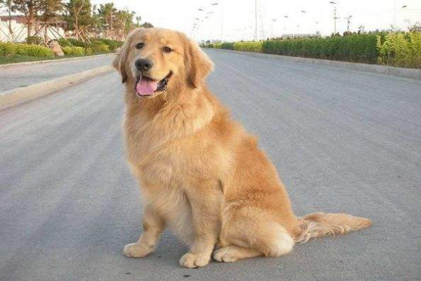十大不拆家狗排名，田园犬排第一，巴哥犬上榜