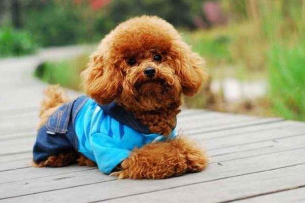 十大不拆家狗排名，田园犬排第一，巴哥犬上榜