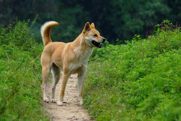 十大不拆家狗排名，田园犬排第一，巴哥犬上榜