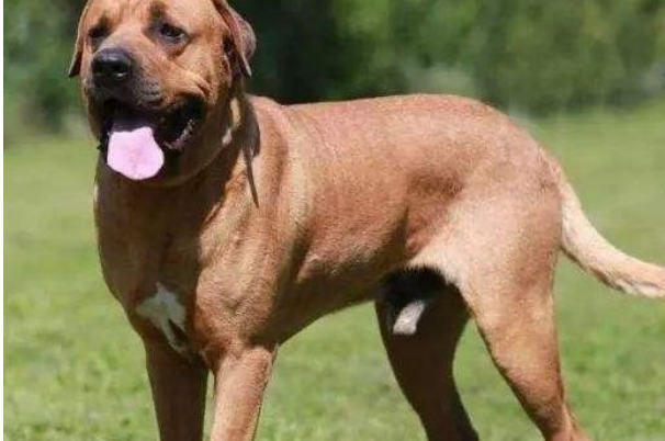 30大禁养猛犬排行榜，比特犬狗中之王，第十誉为最残忍的杀手