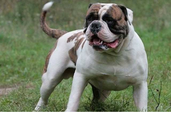 30大禁养猛犬排行榜，比特犬狗中之王，第十誉为最残忍的杀手