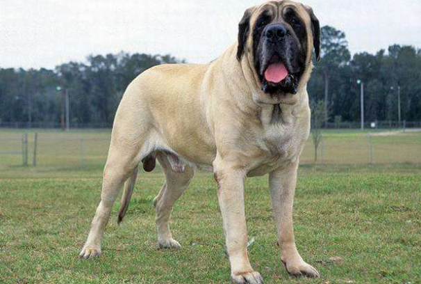 30大禁养猛犬排行榜，比特犬狗中之王，第十誉为最残忍的杀手