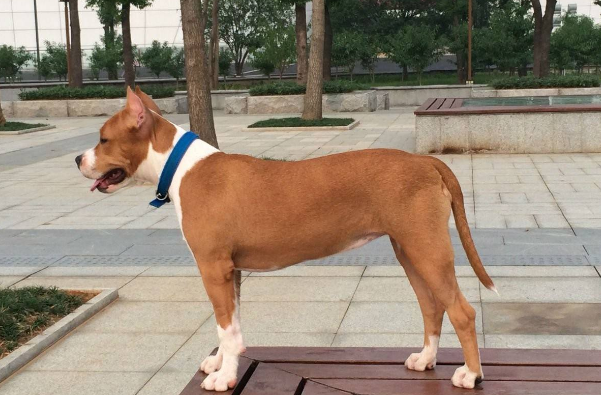 30大禁养猛犬排行榜，比特犬狗中之王，第十誉为最残忍的杀手