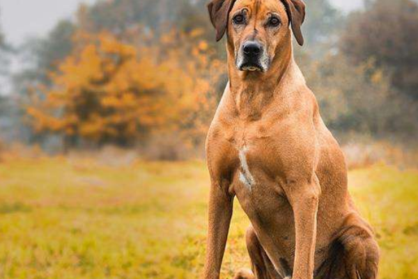 30大禁养猛犬排行榜，比特犬狗中之王，第十誉为最残忍的杀手