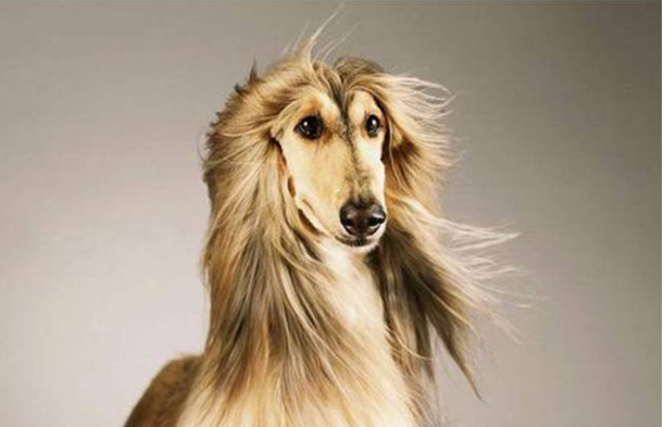 30大禁养猛犬排行榜，比特犬狗中之王，第十誉为最残忍的杀手