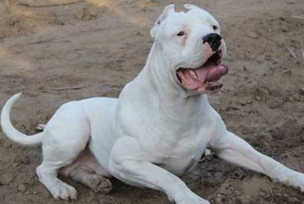 30大禁养猛犬排行榜，比特犬狗中之王，第十誉为最残忍的杀手