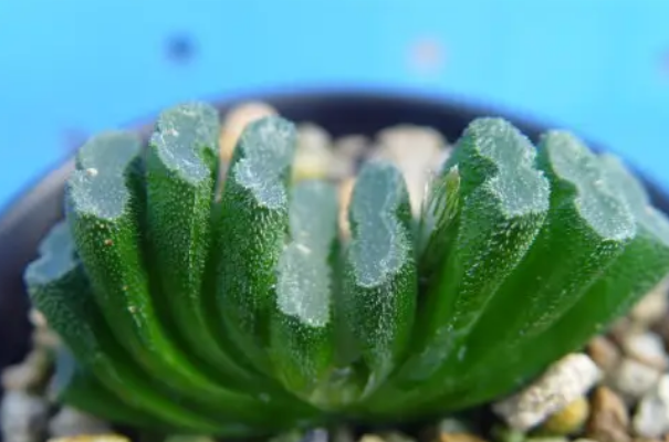 十大名贵多肉植物，最贵的需要10万，多肉界的大熊猫上榜