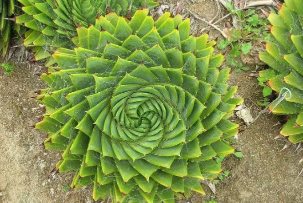 十大名贵多肉植物，最贵的需要10万，多肉界的大熊猫上榜