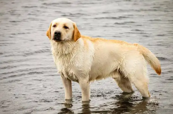十种最好养的狗狗，田园犬排第一，微笑天使上榜