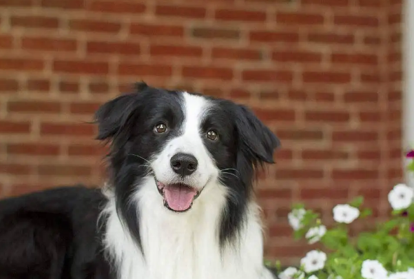十种最好养的狗狗，田园犬排第一，微笑天使上榜