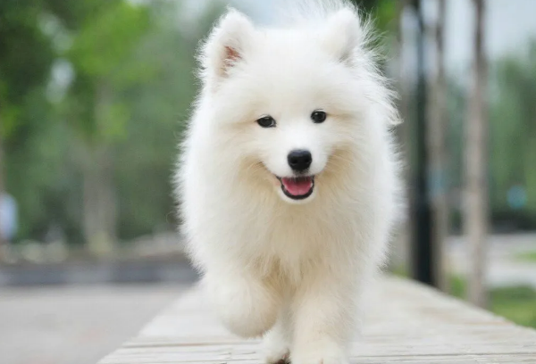 十种最好养的狗狗，田园犬排第一，微笑天使上榜