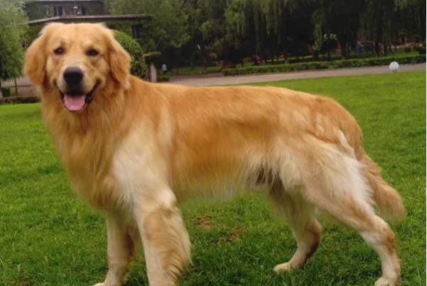 十种最好养的狗狗，田园犬排第一，微笑天使上榜