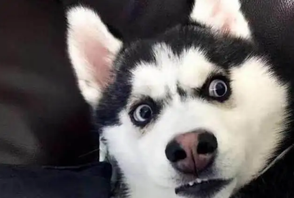 十种最好养的狗狗，田园犬排第一，微笑天使上榜