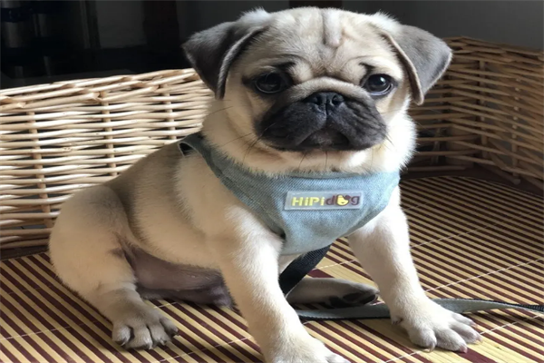 建议穷人养的10种狗，金毛上榜，第一是中国国犬